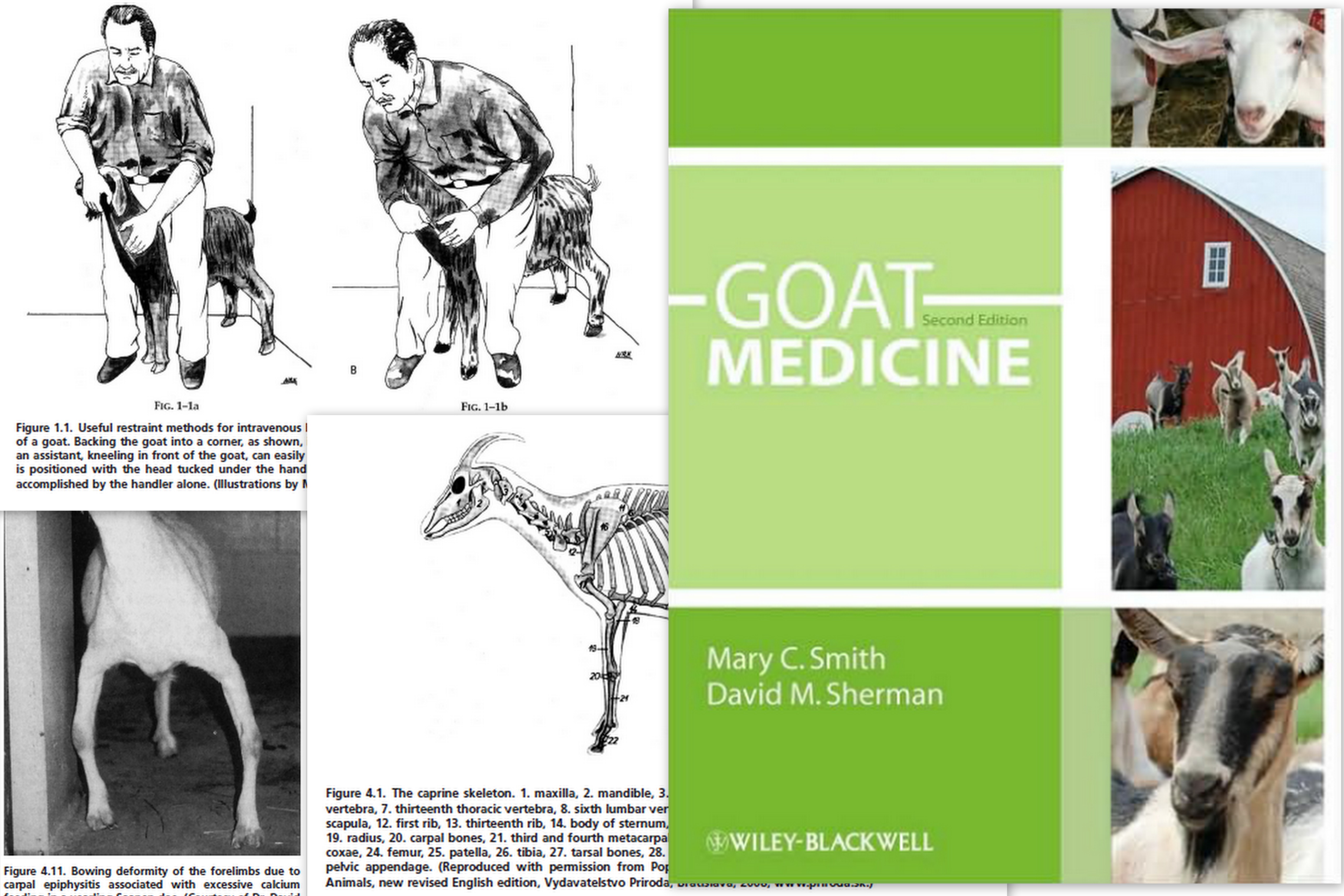 Goat Medicine Free pdf Veterinary Hub