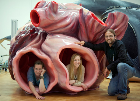 Heart of blue whale is largest known in any animal. | Veterinary Hub