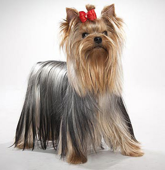 Yorkshire Terrier | Veterinary Hub