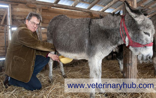Donkey Milk | Veterinary Hub