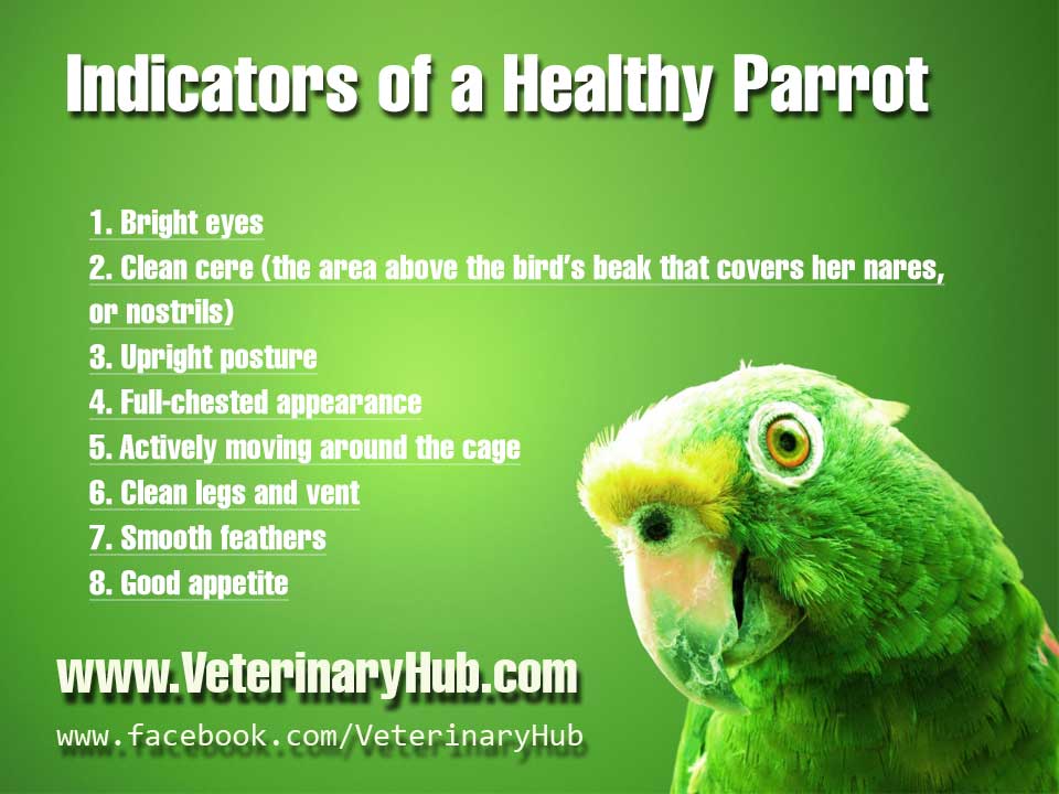 Parrot-Health-Indicators | Veterinary Hub