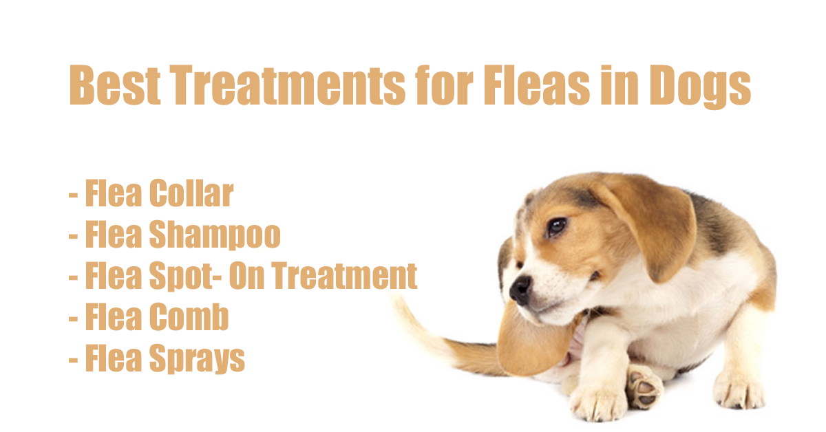 Best flea collar treatment for outlet dogs