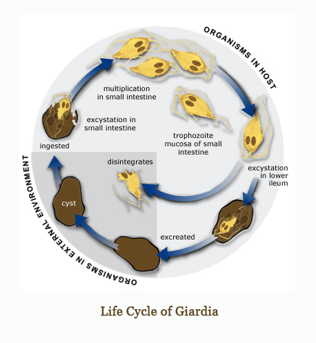 giardiasis life cycle)
