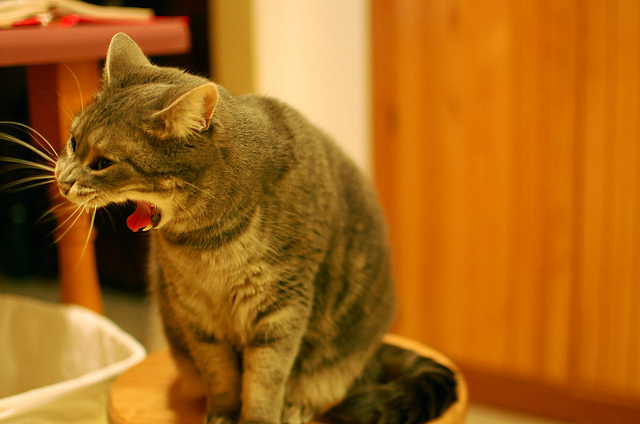 Cat bringing up outlet food